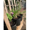Tree crepe myrtle tree seedlings pink flowers easy to grow