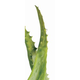 Arocharm Skin Lotion (Lotion) 4.1 fl oz (120 ml)