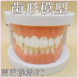 Dental Model, Dental Model, Implant Bridge Dental Dental Research Description Teaching Materials Learning (Small Pink)