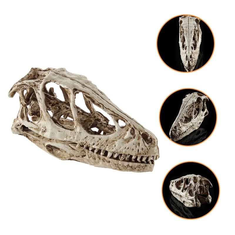 VILLFUL Unique Dinosaur Skull Model Skull Specimen Attractive Design for