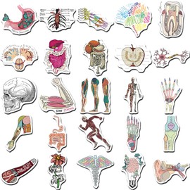 CALLYSONIC Laptop Stickers, Anatomy Stickers, Meme Stickers, Pack of 50 Cartoon Organ Anatomy Chart Stickers, Suitable for Laptops, Tea Cups, Tablets