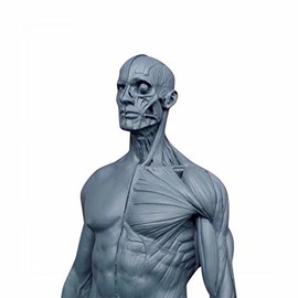King-Dental 30CM Human Anatomical Anatomy Skull Head Body Muscle Bone Resin Model
