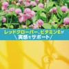大豆イソフラボン（アグリコン型） 30mg濃縮配合。バランスシード [30粒 / 30日分]