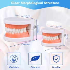 Standard Dental Study Model - Adult Simulation Teeth Model Display, Teeth Structure Model for Students Children Learning Practice Exam etc.