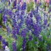 Outsidepride Larkspur Blue Spire - 1000 Seeds