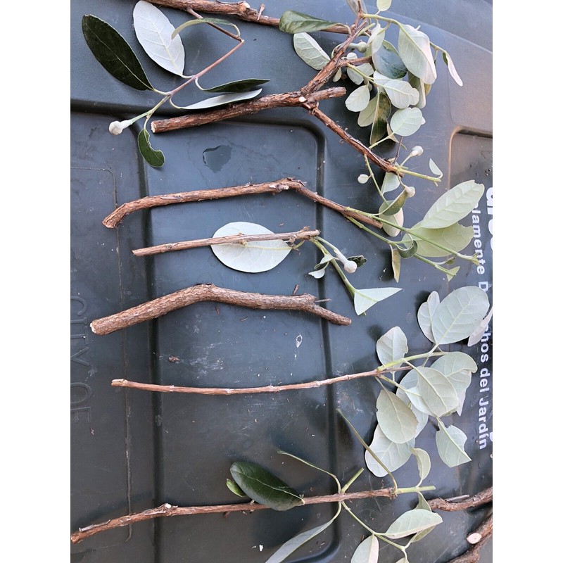 guava 4 Fresh Pineapple Guava Tree Cuttings for Planting .