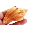 Set of 12 Vole Shells (3") Natural Seashell Medium Hermit