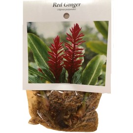 Hawaiian Red Ginger Plant Root 1PK(2Roots) Discount Hawaiian Gifts