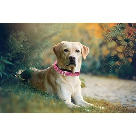 Pink Martingale Collar for Dogs, Reflective Nylon Dog Collar with Quick Release Buckle, No Slip Female Girl's Pet Collars Adjustable Training, Walking, Hunting Daisy, M