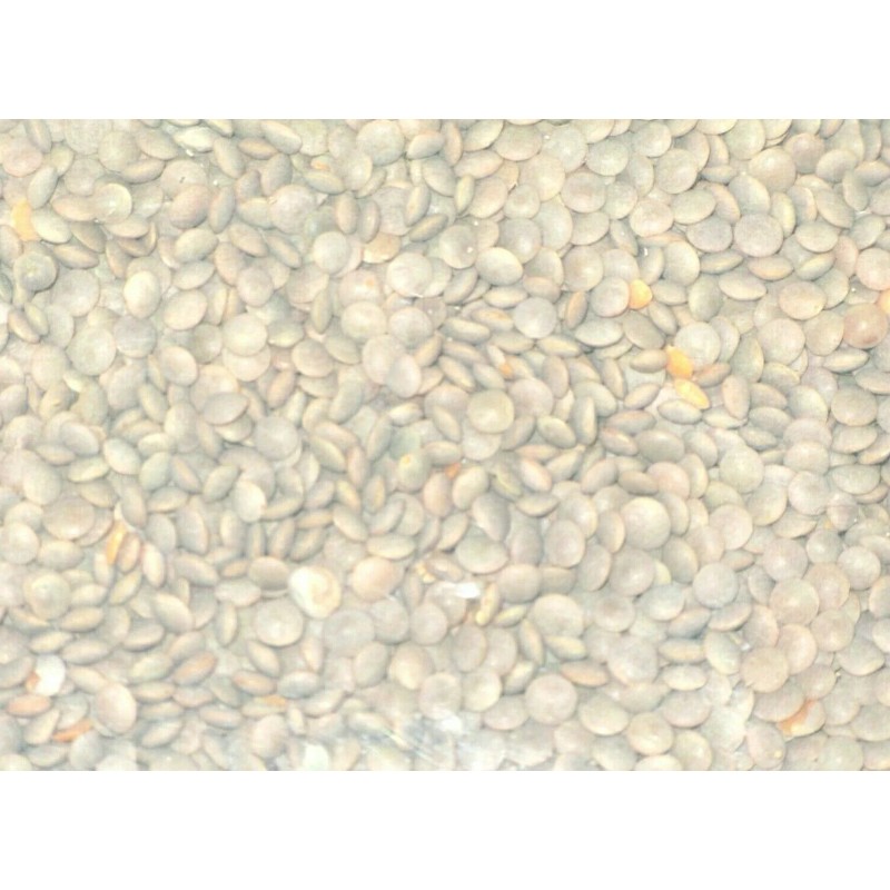 Deer Whole Red Lentil Masoor Beans with Skin 4 lb