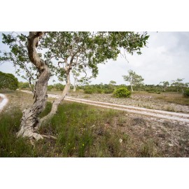 Pure Herbs: Oil of Cajeput - 4 oz.