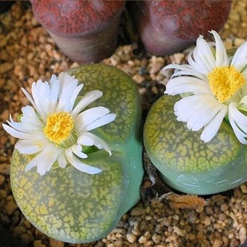 Mixed White Flower Lithops Seeds, Succulent Plants, 100pcs/pack