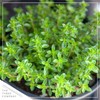 Live Aromatic and Edible Herb Assortment (Lemon Verbena, Eucalyptus, Mint,