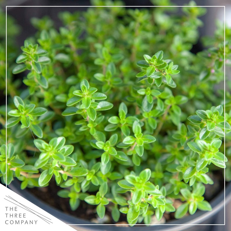 Live Aromatic and Edible Herb Assortment (Lemon Verbena, Eucalyptus, Mint,