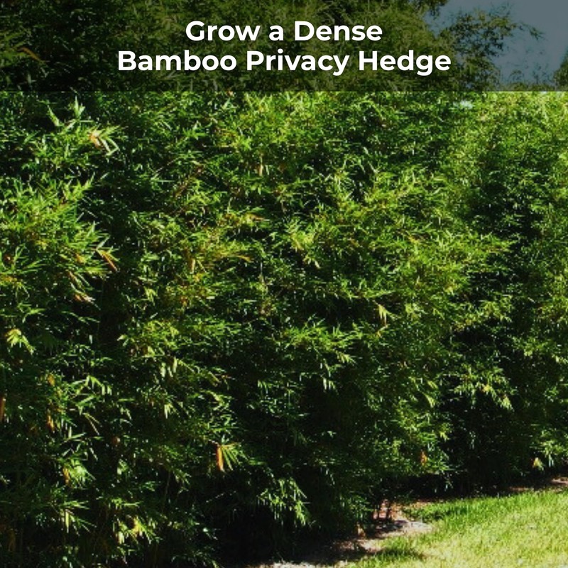 Real Growers Bamboo Special 13-5-11 – 12-Month Slow-Release Fertilizer for