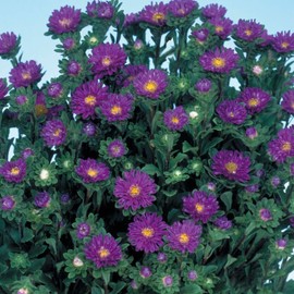 50 Seeds Aster Seeds Aster Serenade Blue Cut Flower eldcy (Seeds)
