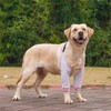 Harikaji Dog Elbow Protector, Elbow Sleeves with Mesh Pad for