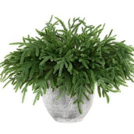 16 PCS 18 Inches Artificial Christmas Norfolk Pine Branches, Natural Touch Norfolk Faux Greenery Pine Stems, Fake Norfolk Picks Pine Stems for Vase DIY Garland Wreath Xmas Indoor Home Decor