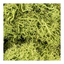 Ideen mit Herz Icelandic Moss, Green, Decorative Moss, Natural Product, 100 g