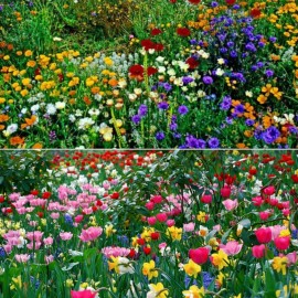Nygardenia Seasonal Enchantment Garden - 200pcs Mixed Perennial Flower Seeds Collection.
