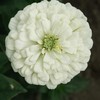 Outsidepride Zinnia Elegans Dahlia Polar Bear - 2000 Seeds