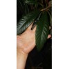 Tree Loquat Japanese Plum Organic 60 Fresh Leaves