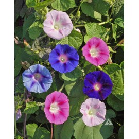 Morning Glory Seed, Tall Multicolor Mix, 100 Seeds, Glowing Multicolor Season Long Blooms