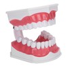 Dental Teaching Teeth Model 2X Magnifying Teeth Model Dentist Teaching