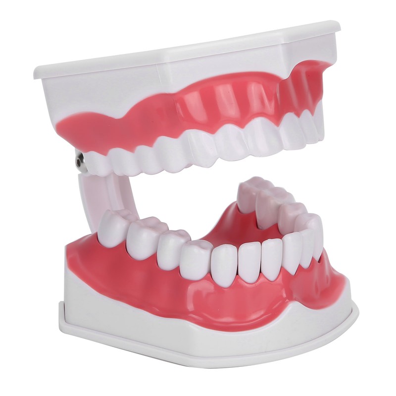 Dental Teaching Teeth Model 2X Magnifying Teeth Model Dentist Teaching
