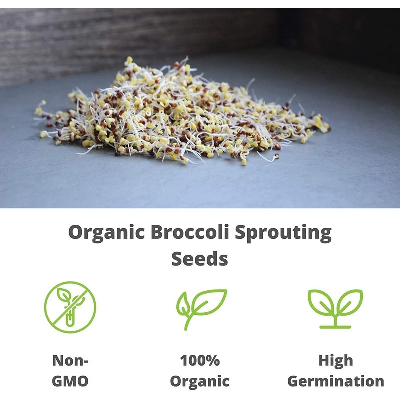 Handy Pantry Broccoli Sprouts Seed Organic- 1 Lb - Non-GMO