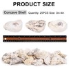 QEQEKAKA 25PCS Oyster Shells 3"-4" Concave Oyster Shells for Crafts