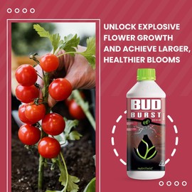 Bud Burst Nutrient Plant Supplement Advance Flower Bud Formation 1 Liter Liquid Fertilizer Maximize Yield Quality Source of Kelp for Budding Flower Plant Food Garden Indoor Outdoor - 1 Liter Bottle