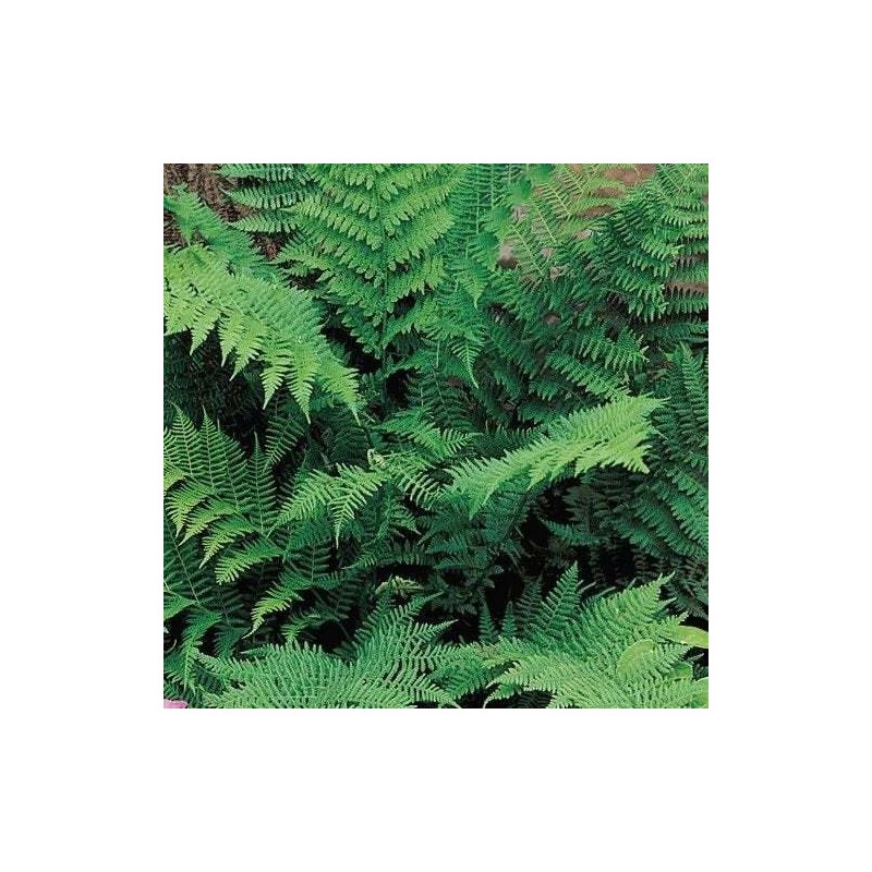 Ferns 20 Lady Fern Roots/Root Systems - Common Ladyfern Plants