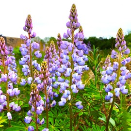TomorrowSeeds - Blue Bonnet Perennial Lupine Seeds - 100+ Count - For 2025 Planting Lupinus Perennis Sundial Wild Eastern Lupin Cold Hardy Perennial Garden Flower Grow Your Own Home Farm Patio Healthy