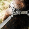Ferplast Daytona Dog Harness for Medium Large Dogs Soft Padding