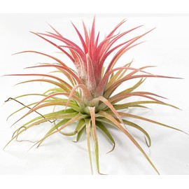 Small Air Plants - Colored Ionantha Rubra -Ionantha Guatemala Tillandsia Air Plant, Guatemala Tillandsia Live Airplant (Red)