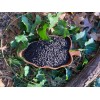 Eternity in a Box Morning Glory Seeds HEAVENLY BLUE *All