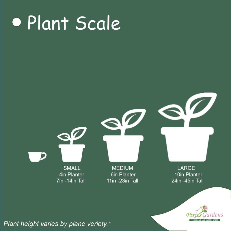 Hosta 'Guacamole' Plantain Lily 2 Gallon