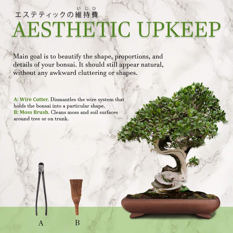 BambooMN Bonsai Tool 10pc Advanced Care Set