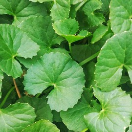 200+ Seeds Gotu Kola Big Leaf Centella Asiatica Indian Pennywort Brahmi Rau Má Organic Vegetable Planting Non-GMO, green