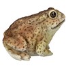 Figuren Shop GmbH HotAnt Realistic Garden Toad 12.5 cm Weatherproof