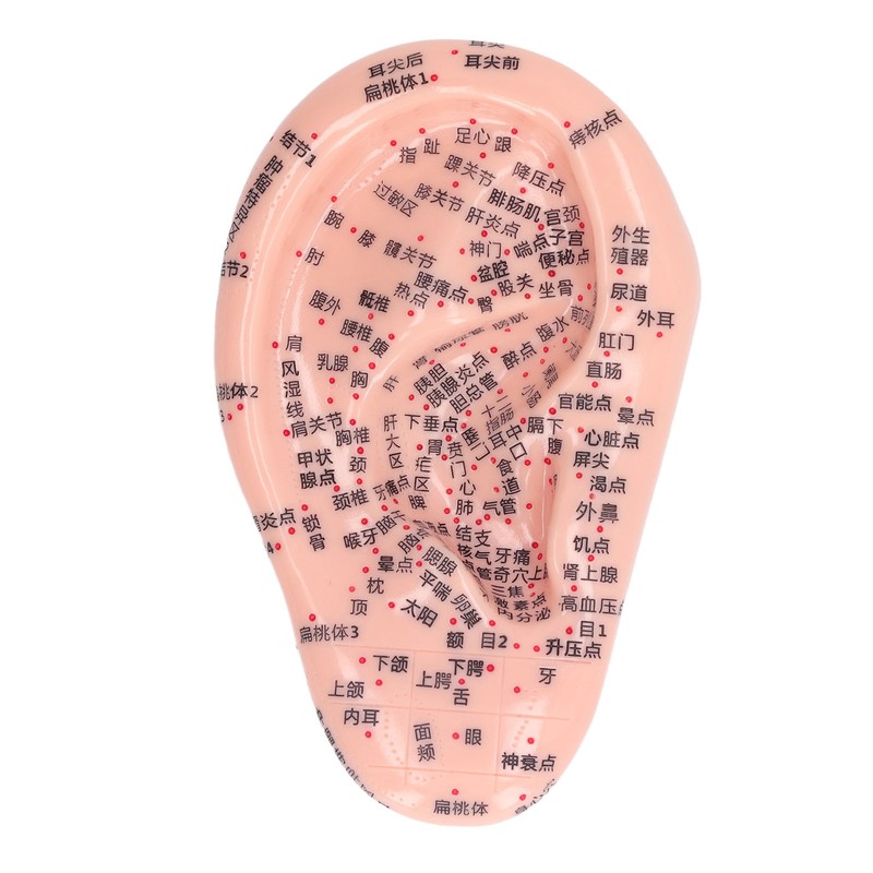 6.7in Ear Acupuncture Model Silicone Engraving Ear Massage Acupuncture Model