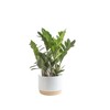 Costa Farms ZZ Live Indoor Tabletop Plant in 6-Inch Grower