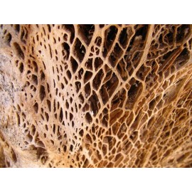 Natsa Raíz De Nopal En Polvo, 1 Kg