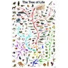 EuroGraphics Laminated Evolution Tree of Life Featuring Charles Darwin Poster