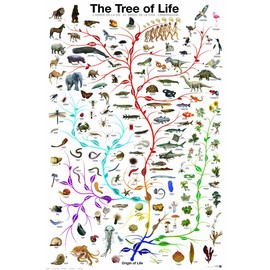EuroGraphics Laminated Evolution Tree of Life Featuring Charles Darwin Poster Print 24x36