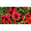 Live Plant from Green Promise Farms - Proven Winners, Echinacea