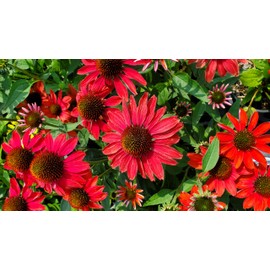 Live Plant from Green Promise Farms - Proven Winners, Echinacea Color Code Frankly Scarlet Coneflower, Orange/red Flowers - #1 Gallon Size Container