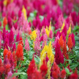 zellajake Rare Flower Seeds Cockscomb Colorful Flower Seeds 500+ Mixed Rooster Giant Plumed Craczy (Celosia Argentea)