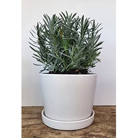L + - Lavender Gift Planter + Plant - Very Fragrant - 6" Size Tin Vase/Pot - Package Includes Vase and Lavender Plant (White-Pot)